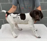 Max, a male German Shorthaired Pointer for sale in Quebeck, TN – 3 of 5
