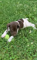 Max, a male German Shorthaired Pointer for sale in Quebeck, TN – 5 of 5