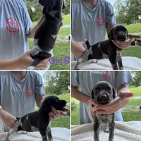 Girl B, a female German Shorthaired Pointer for sale in Quebeck, TN – 2 of 2
