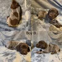 Boy B, a female German Shorthaired Pointer for sale in Quebeck, TN – 1 of 1
