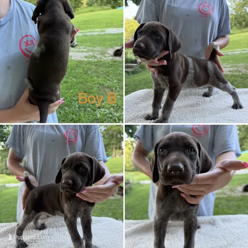Boy B – German Shorthaired Pointer puppy for sale in Quebeck, TN