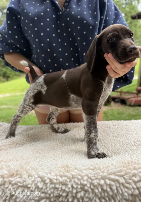 Girl B – German Shorthaired Pointer puppy for sale in Quebeck, TN