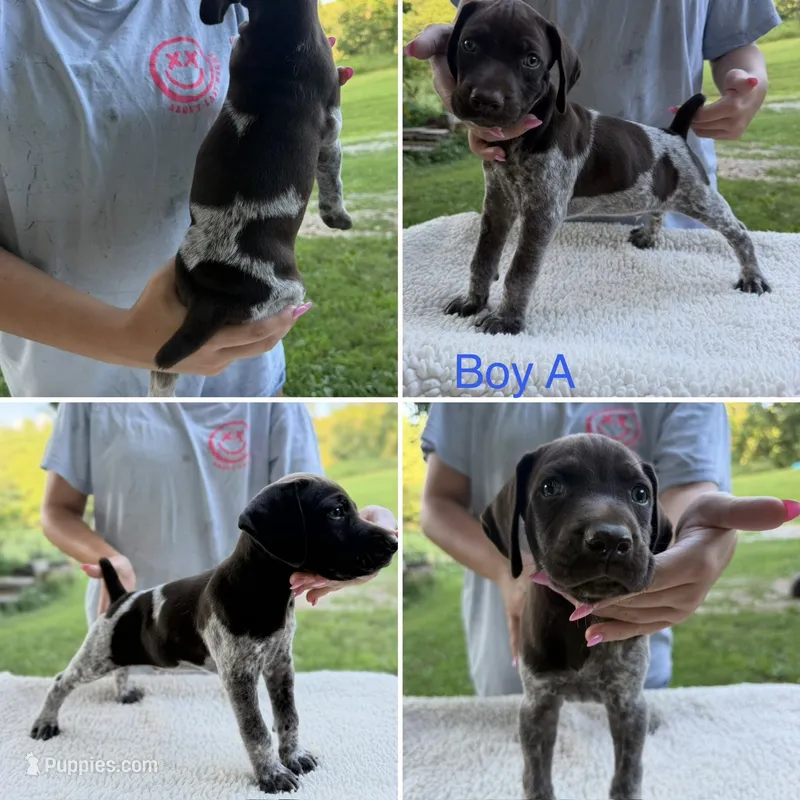 Boy A – German Shorthaired Pointer puppy for sale in Quebeck, TN