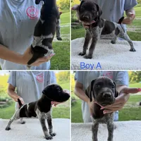 Boy A, a male German Shorthaired Pointer for sale in Quebeck, TN – 1 of 1