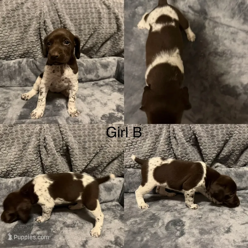Girl B – German Shorthaired Pointer puppy for sale in Quebeck, TN