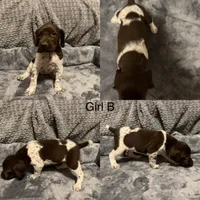 Girl B, a female German Shorthaired Pointer for sale in Quebeck, TN – 1 of 1
