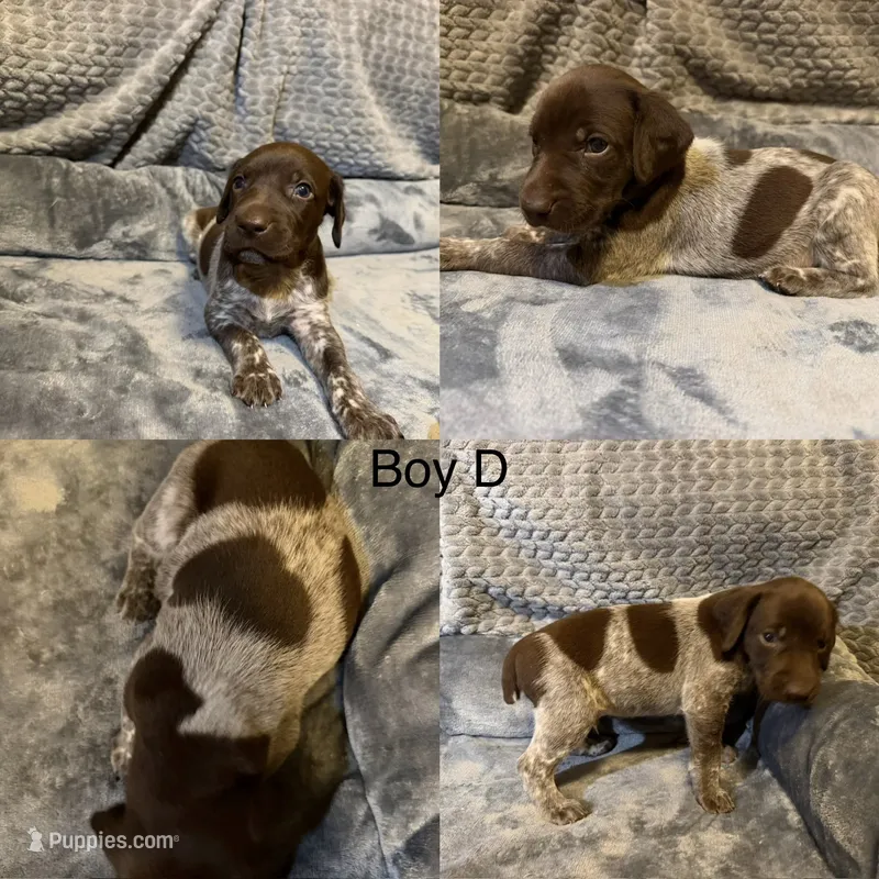 Boy D – German Shorthaired Pointer puppy for sale in Quebeck, TN