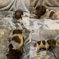 Boy D, a female German Shorthaired Pointer for sale in Quebeck, TN – 1 of 1