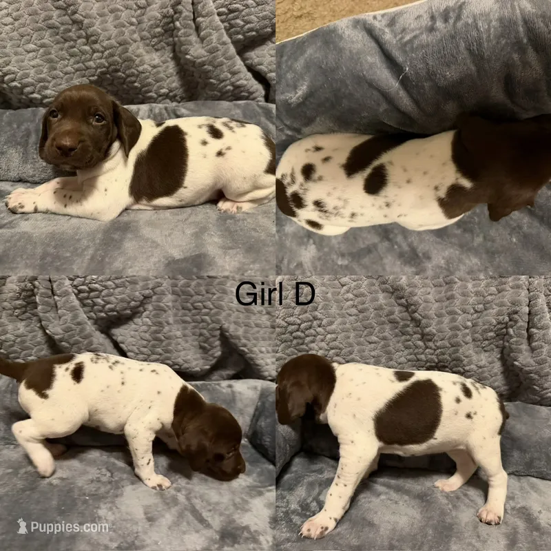 Girl D – German Shorthaired Pointer puppy for sale in Quebeck, TN