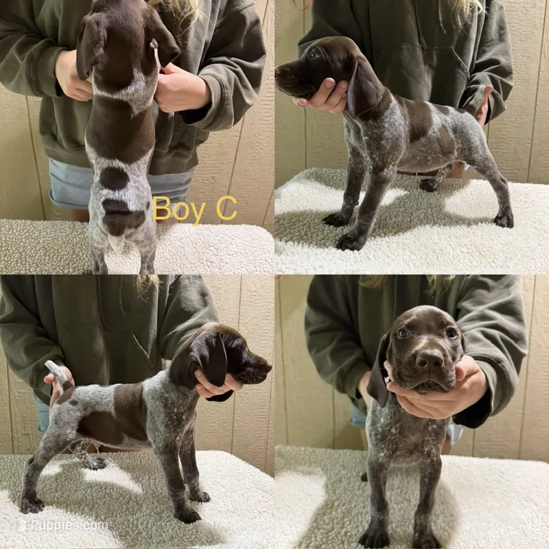 Atom  – German Shorthaired Pointer puppy for sale in Quebeck, TN