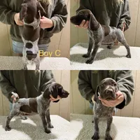 Atom , a male German Shorthaired Pointer for sale in Quebeck, TN – 1 of 1
