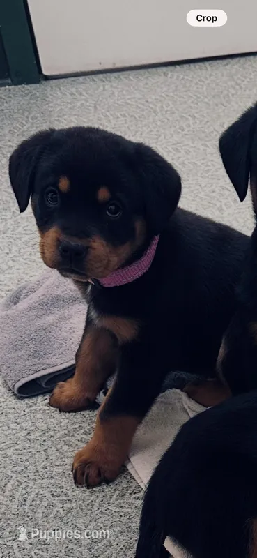 Rottie D