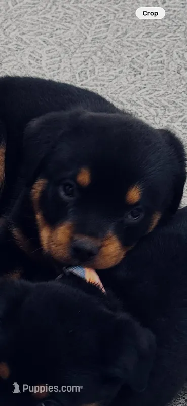 Rottie A, a male Rottweiler for sale in Dayton, OH – Photo 1 of 1