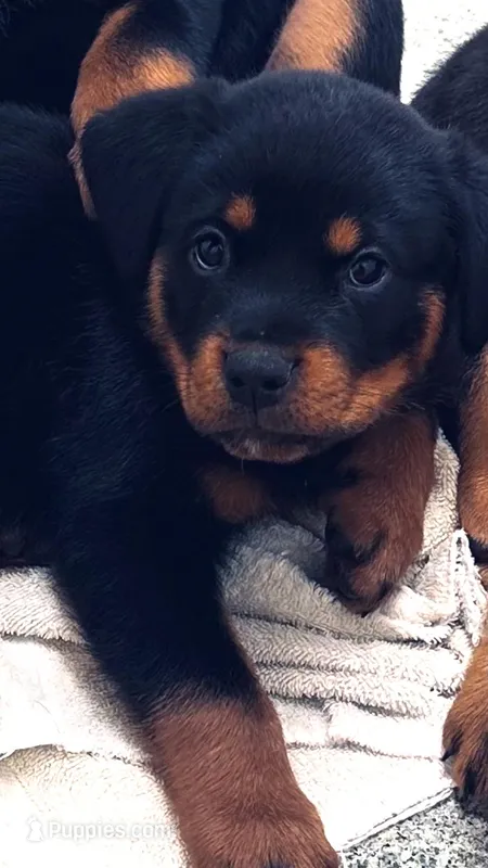 Rottie C