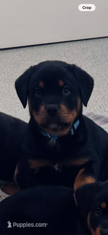 Rottie B