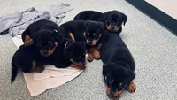 Rotties, a male Rottweiler for sale in Dayton, OH – Photo 4 of 6
