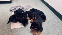 Rotties, a male Rottweiler for sale in Dayton, OH – Photo 6 of 6