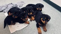 Rotties, a male Rottweiler for sale in Dayton, OH – Photo 3 of 6