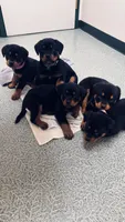 Rotties, a male Rottweiler for sale in Dayton, OH – Photo 5 of 6