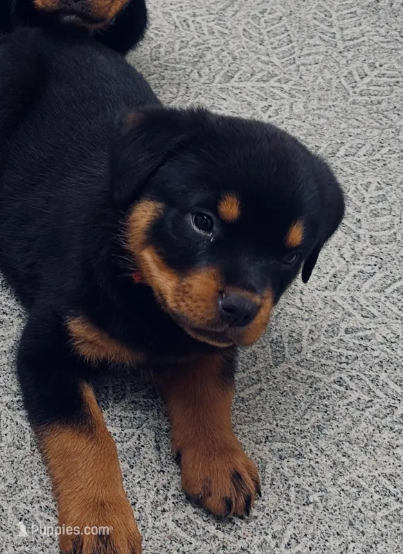 Rottie E