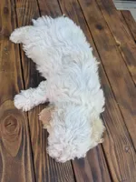 Female 1, a female Maltipoo for sale in Madera, CA – 3 of 6