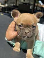 Girl, a female French Bulldog for sale in Madera, CA – 1 of 5