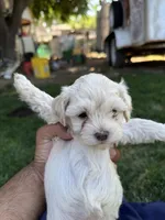 Female 4, a female Maltipoo for sale in Madera, CA – 5 of 7