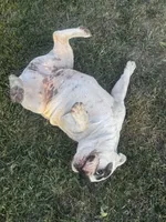 Sprinkles , a female French Bulldog for sale in Madera, CA – 3 of 8
