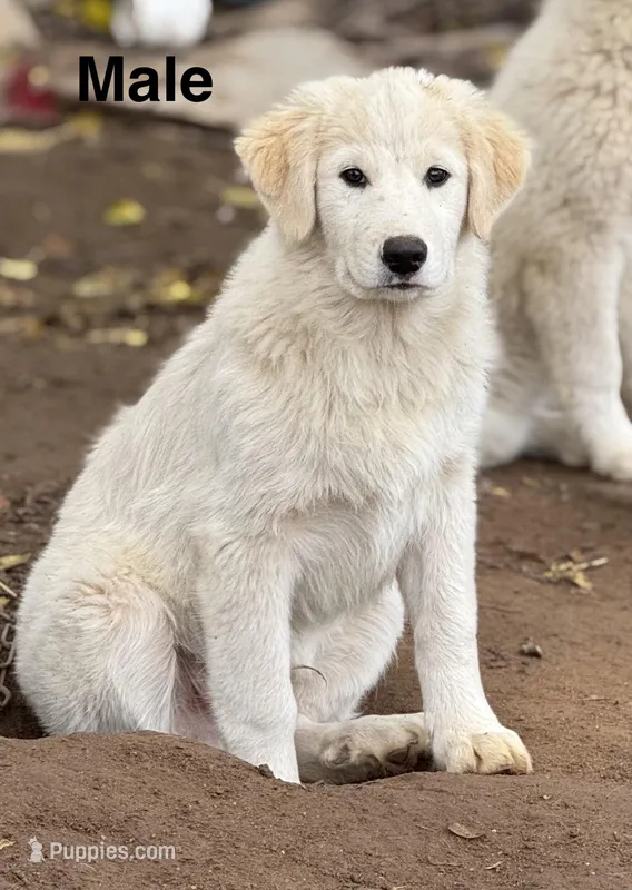 Bear – Great Pyrenees puppy for sale in Madera, CA
