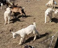 Bear, a male Great Pyrenees for sale in Madera, CA – Photo 2 of 2