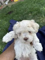Female 3, a female Maltipoo for sale in Madera, CA – 2 of 3