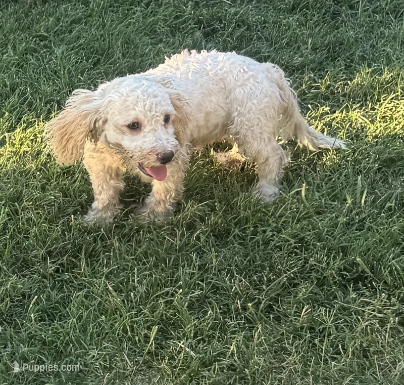 Female 1 – Maltipoo puppy for sale in Madera, CA