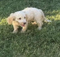 Female 1, a female Maltipoo for sale in Los Angeles, CA – 1 of 9
