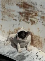 Patches, a female French Bulldog for sale in Madera, CA – 4 of 4