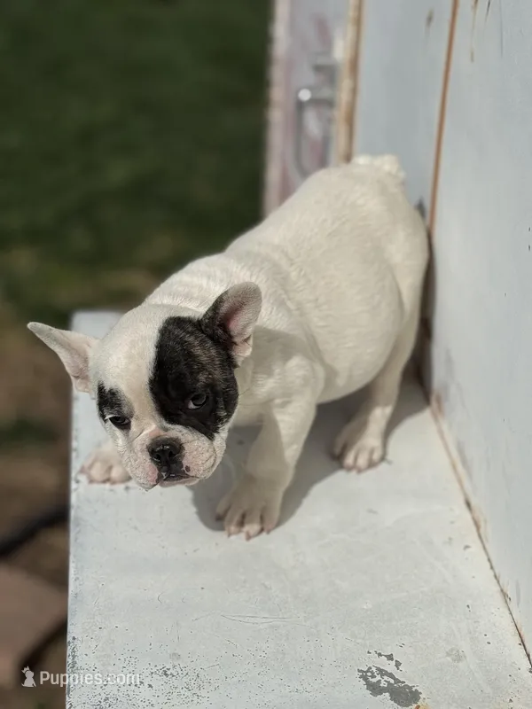 Patches – French Bulldog puppy for sale in Madera, CA