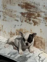 Patches, a female French Bulldog for sale in Madera, CA – 3 of 4
