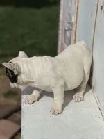 Patches, a female French Bulldog for sale in Madera, CA – 2 of 4