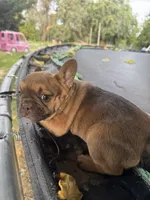 Girl, a female French Bulldog for sale in Madera, CA – 2 of 5
