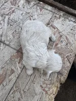 Female 4, a female Maltipoo for sale in Madera, CA – Photo 2 of 2