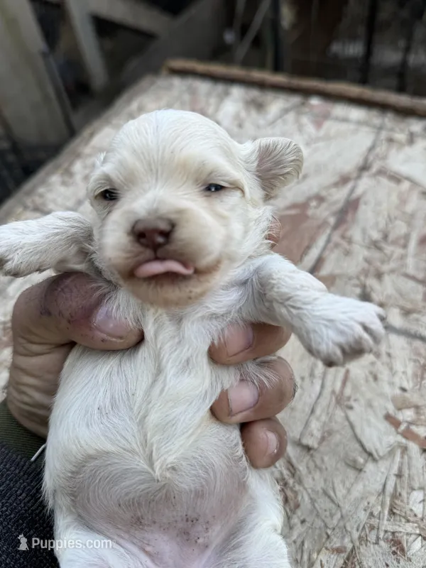 Female 4 – Maltipoo puppy for sale in Madera, CA