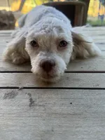 Female 4, a female Maltipoo for sale in Los Angeles, CA – 4 of 9