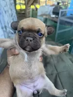 Girl, a female French Bulldog for sale in Madera, CA – 2 of 3