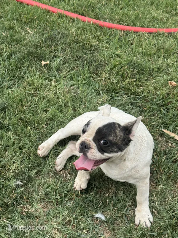 Sprinkles  – French Bulldog puppy for sale in Madera, CA