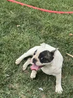 Sprinkles , a female French Bulldog for sale in Los Angeles, CA – 1 of 5