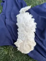 Female 3, a female Maltipoo for sale in Madera, CA – 3 of 3