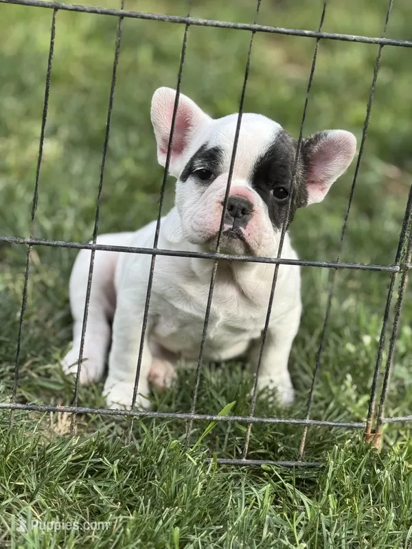 Sprinkles  – French Bulldog puppy for sale in Madera, CA