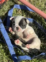 Sprinkles , a female French Bulldog for sale in Madera, CA – Photo 2 of 3