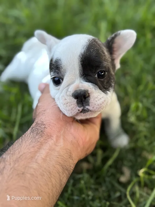 Sprinkles  – French Bulldog puppy for sale in Madera, CA