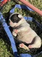 Sprinkles , a female French Bulldog for sale in Madera, CA – Photo 3 of 3