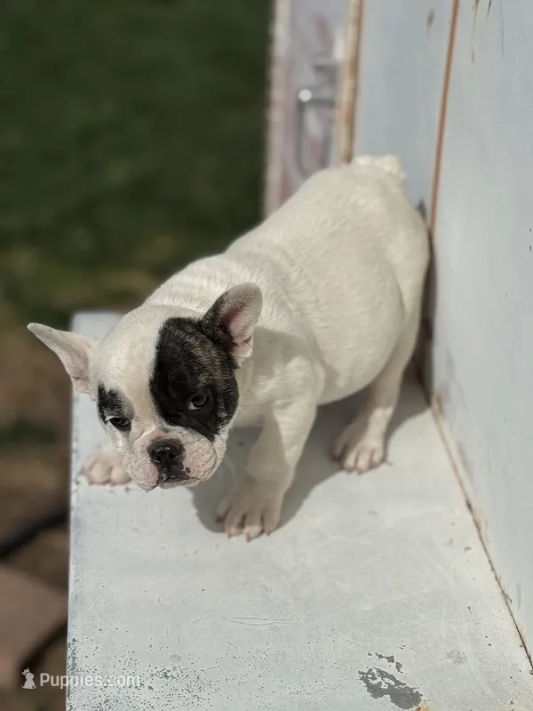 Sprinkles  – French Bulldog puppy for sale in Madera, CA